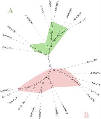 Genome-wide analysis of HACD family genes and functional characterization of GhHACD2 for very long chain fatty acids biosynthesis in Gossypium hirsutum